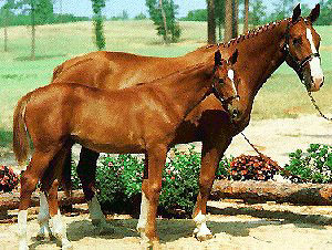 HANOVERIAN